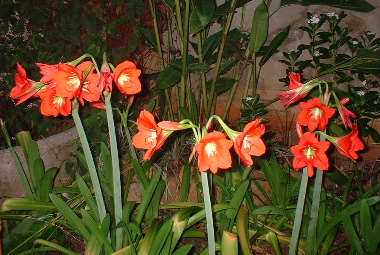 暑い季節の花アマリリス