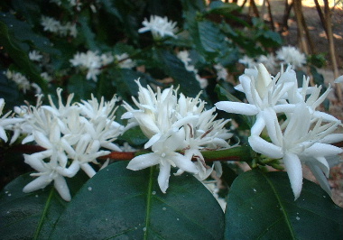 コーヒーの花は可憐な白い花