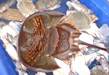 カブトガニ チェンダオ鯰の溜意記ブログ